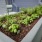 Community Garden
